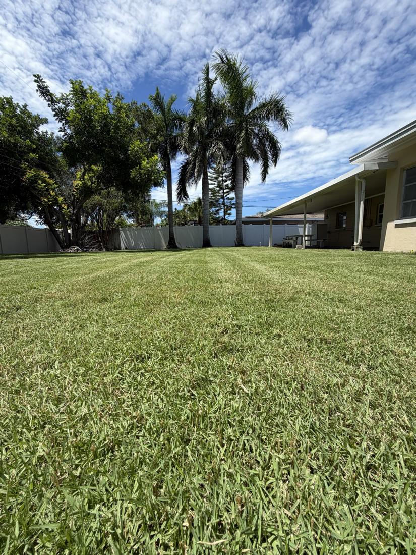 Freshly mowed backyard lawn with mowing stripes and tall palm trees in St. Petersburg, FL