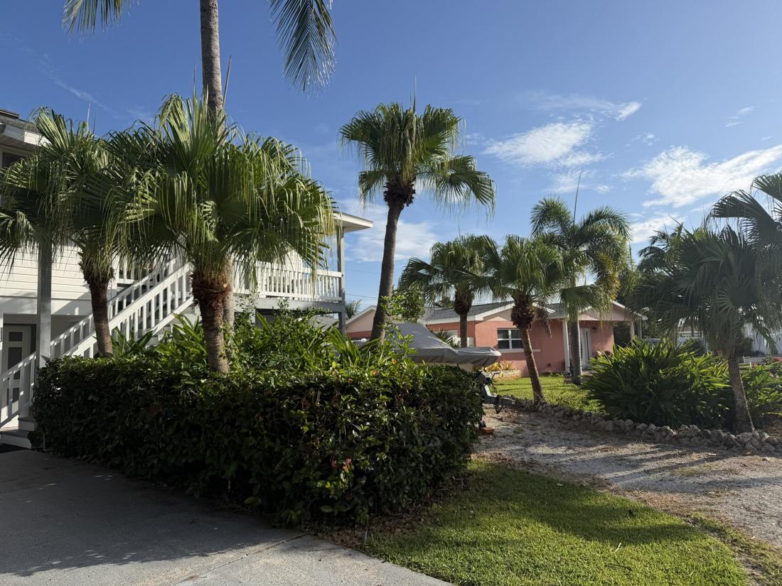 Palm trees after trimming, with clean tidy fronds, in St. Petersburg, FL