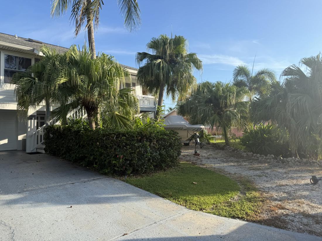 Palm trees before trimming, with shaggy hanging fronds, in St. Petersburg, FL