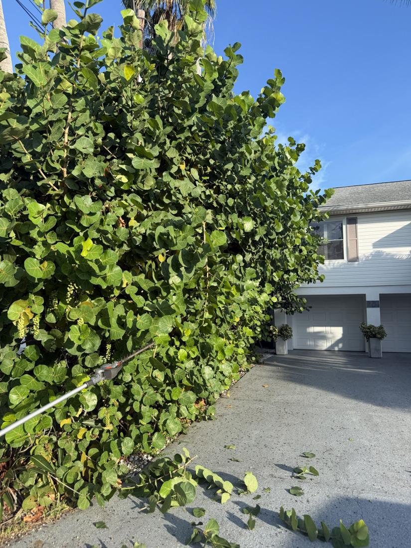 Overgrown sea grape hedge before trimming near a driveway