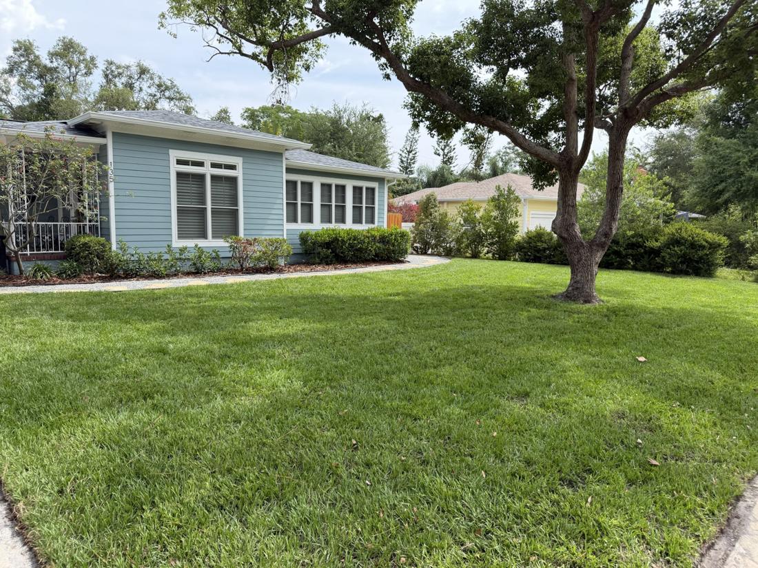 Newly installed sod lawn in front of a blue house with a large tree in St. Petersburg, FL